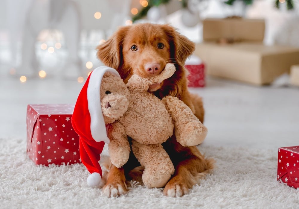 What to get your pup this Christmas season