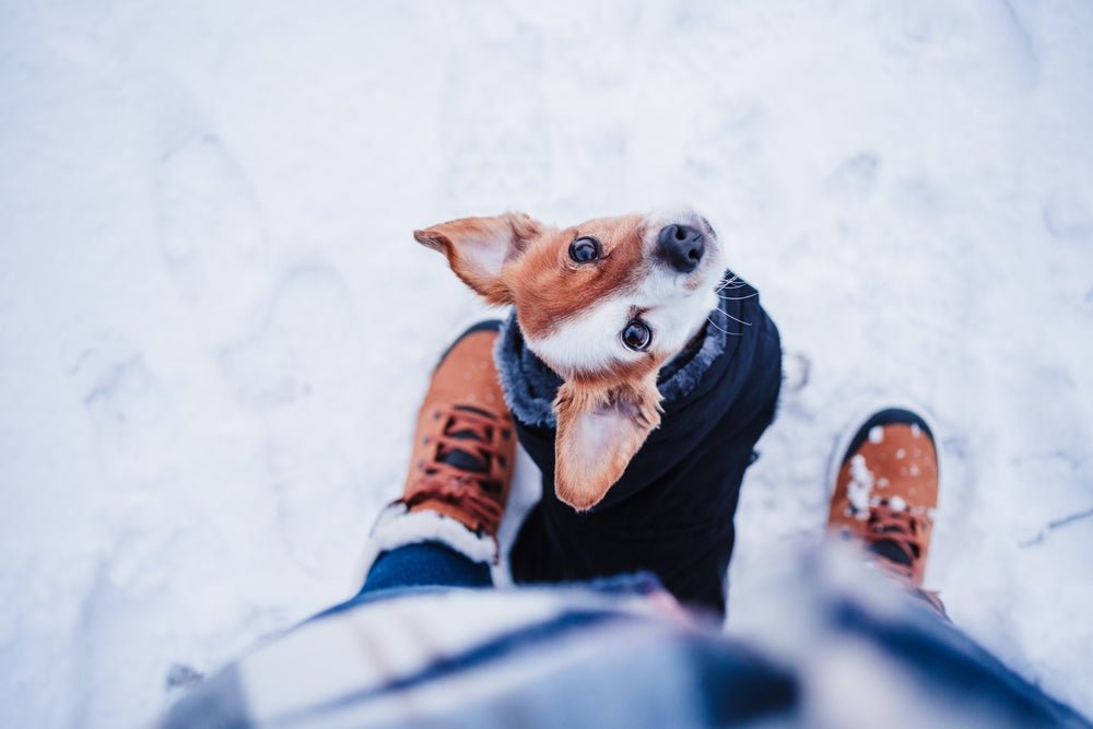 Your Dog's Winter Best Friend: Moe’s Skin & Coat Chews