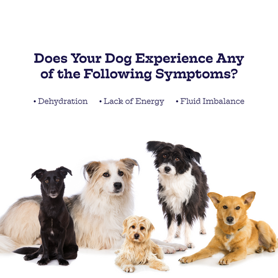 Electrolyte Chews
