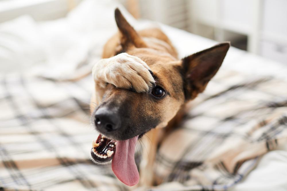 3 Tips for Your Dog's Social Stressors