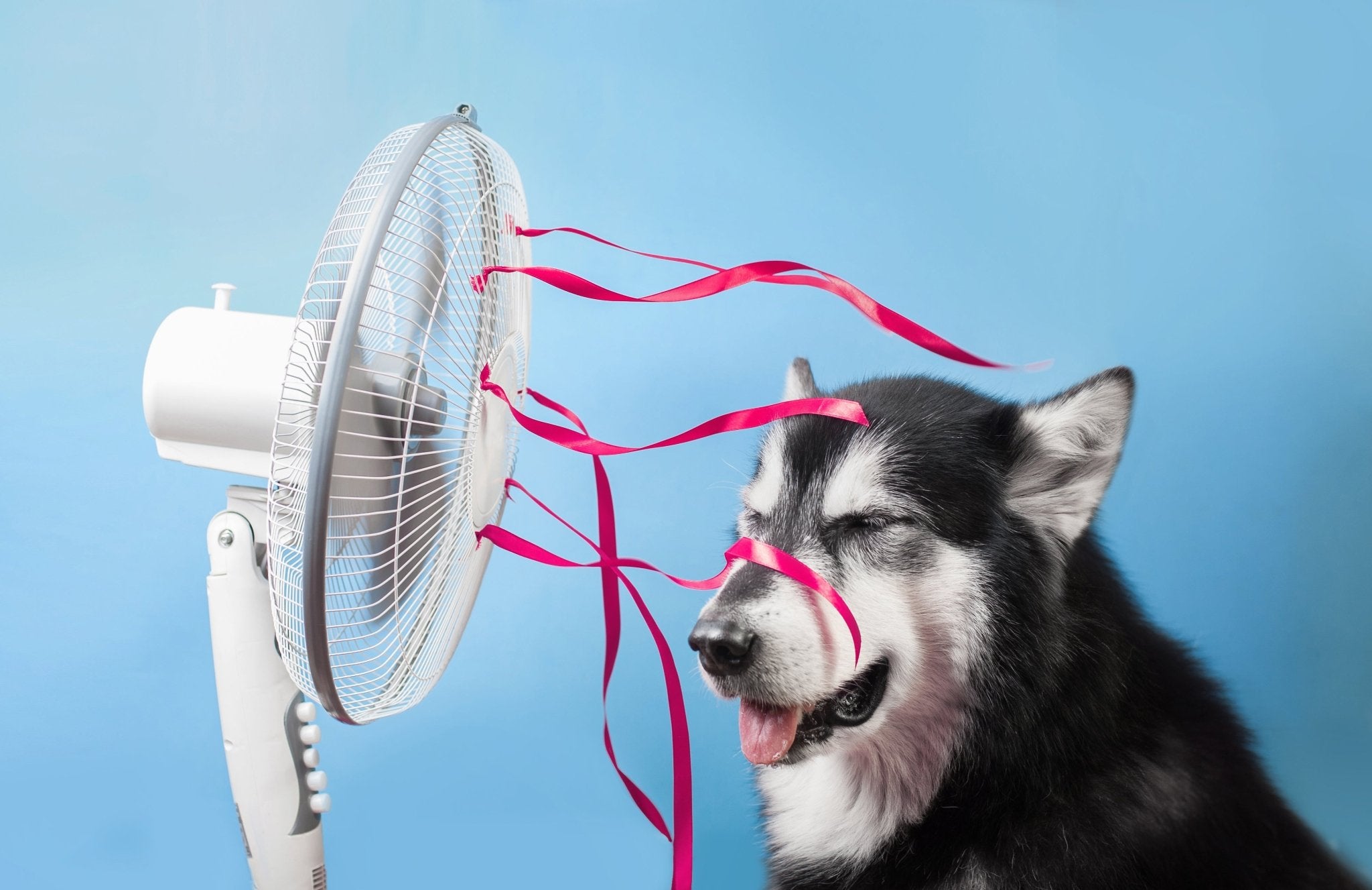 5 Essential Tips to Beat the Heat With Your Pet Dog