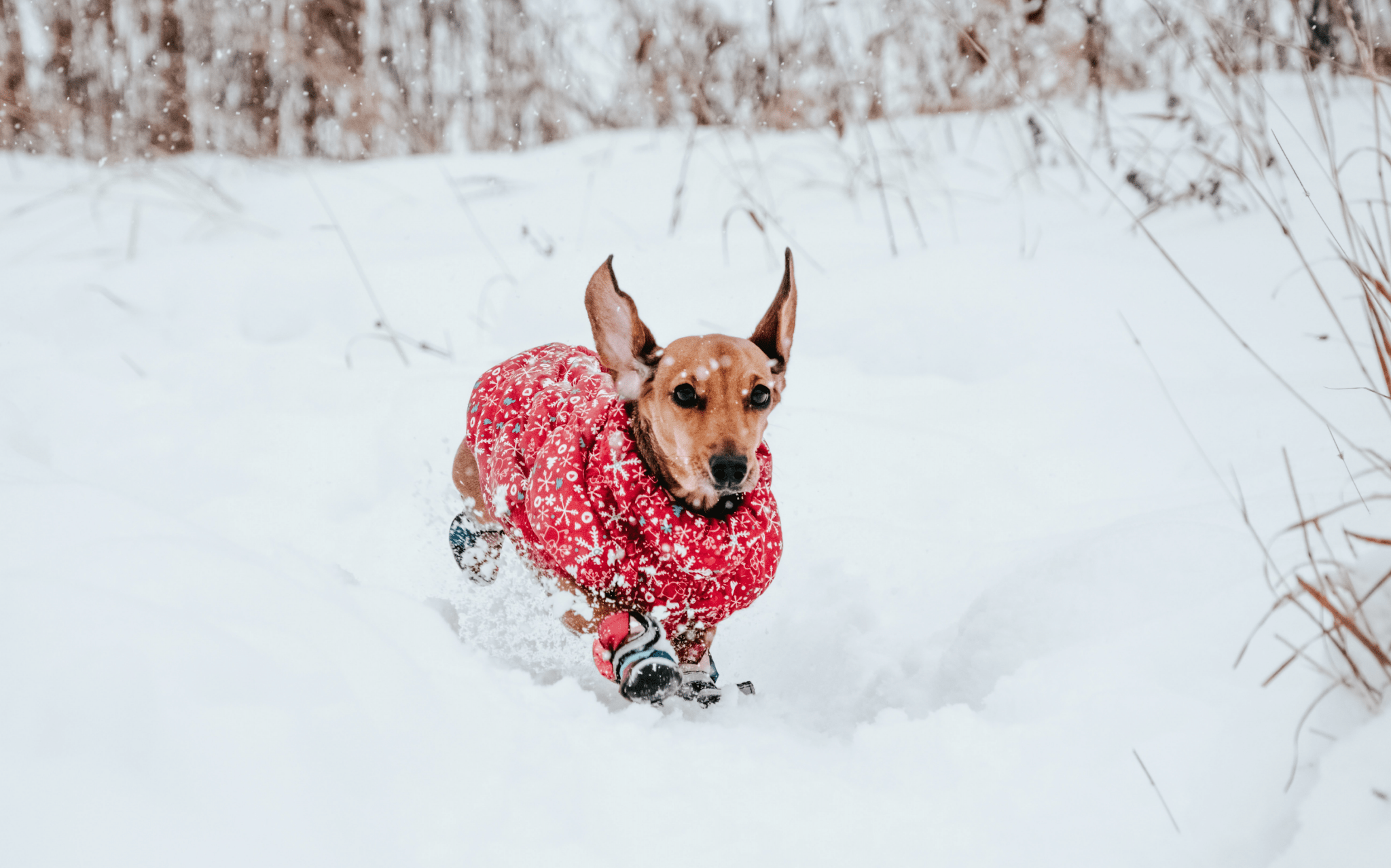 5 Essential Tips to Keep Dogs Safe in Cold Weather