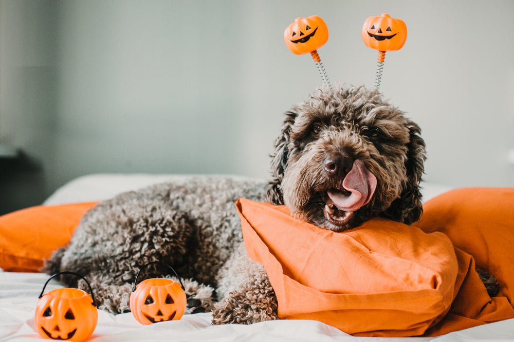 5 Ideas for Your Dog's Halloween Costume