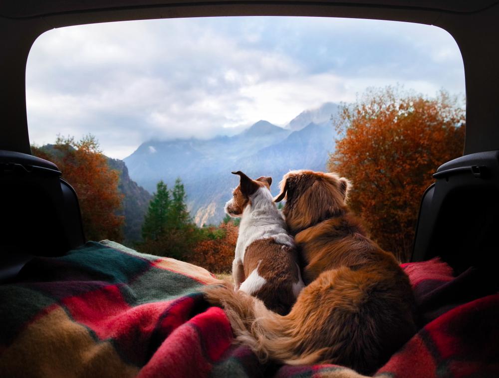 5 Tips to Ensure the Family Enjoys Summer Road Trips With Dogs