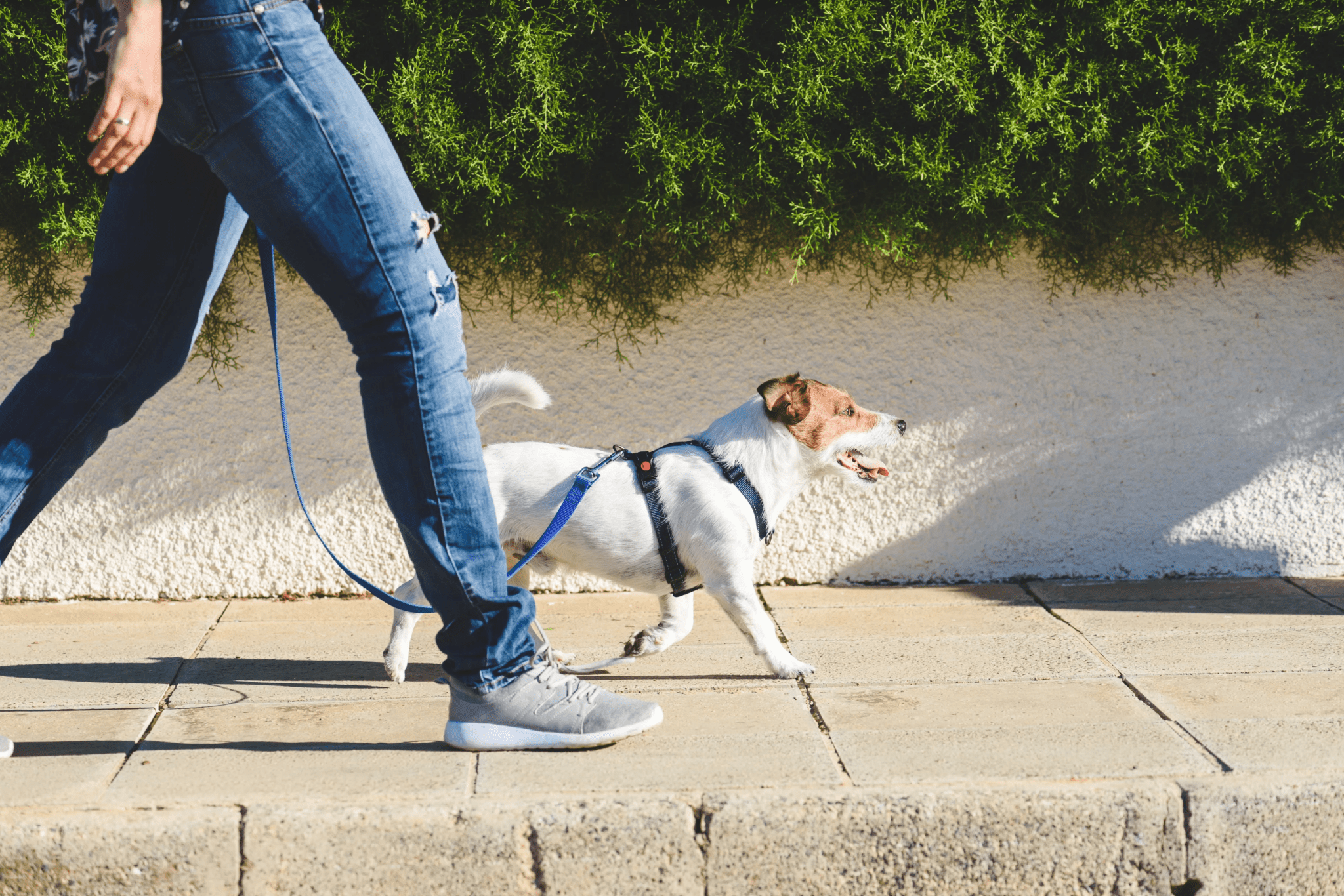 6 Questions to Ask Before Hiring Your Next Dog Sitter