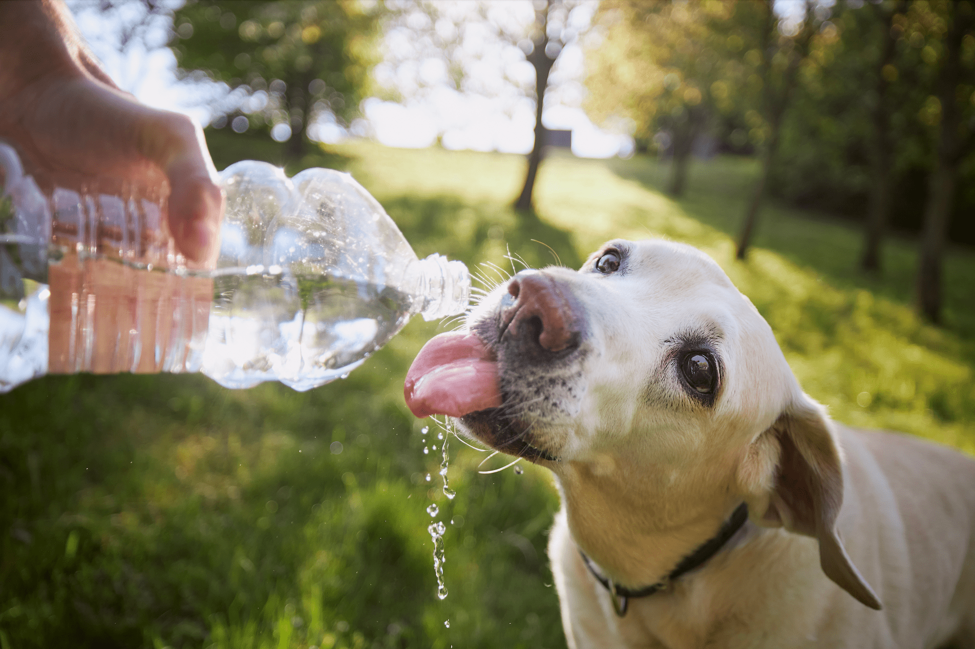 6 Ways to Ensure Your Dog Stays Hydrated This Summer