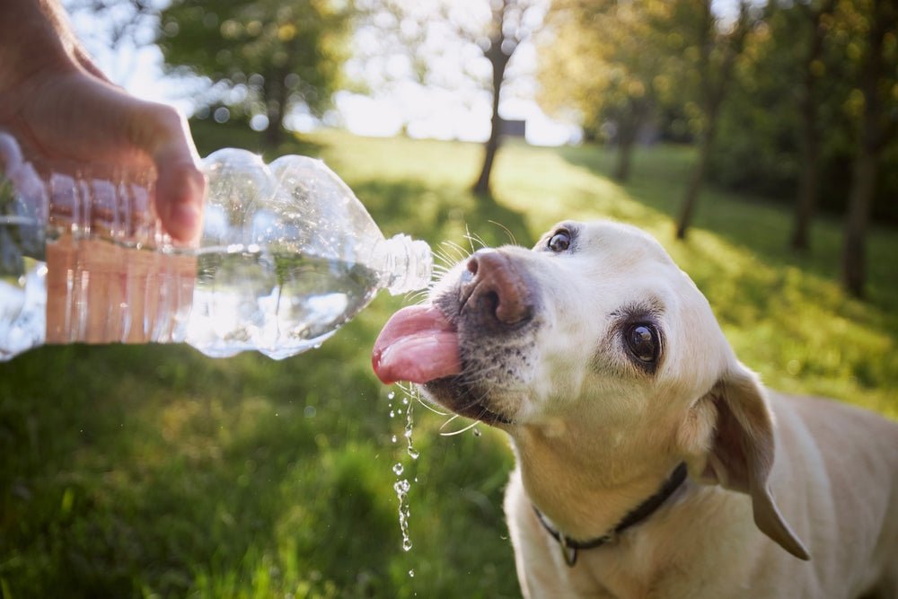 7 Sensible Suggestions to Protect Your Dog From Summer Heat