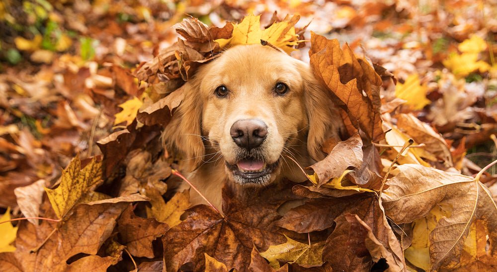 8 Fun Fall Activities to Enjoy With Your Furry Friends