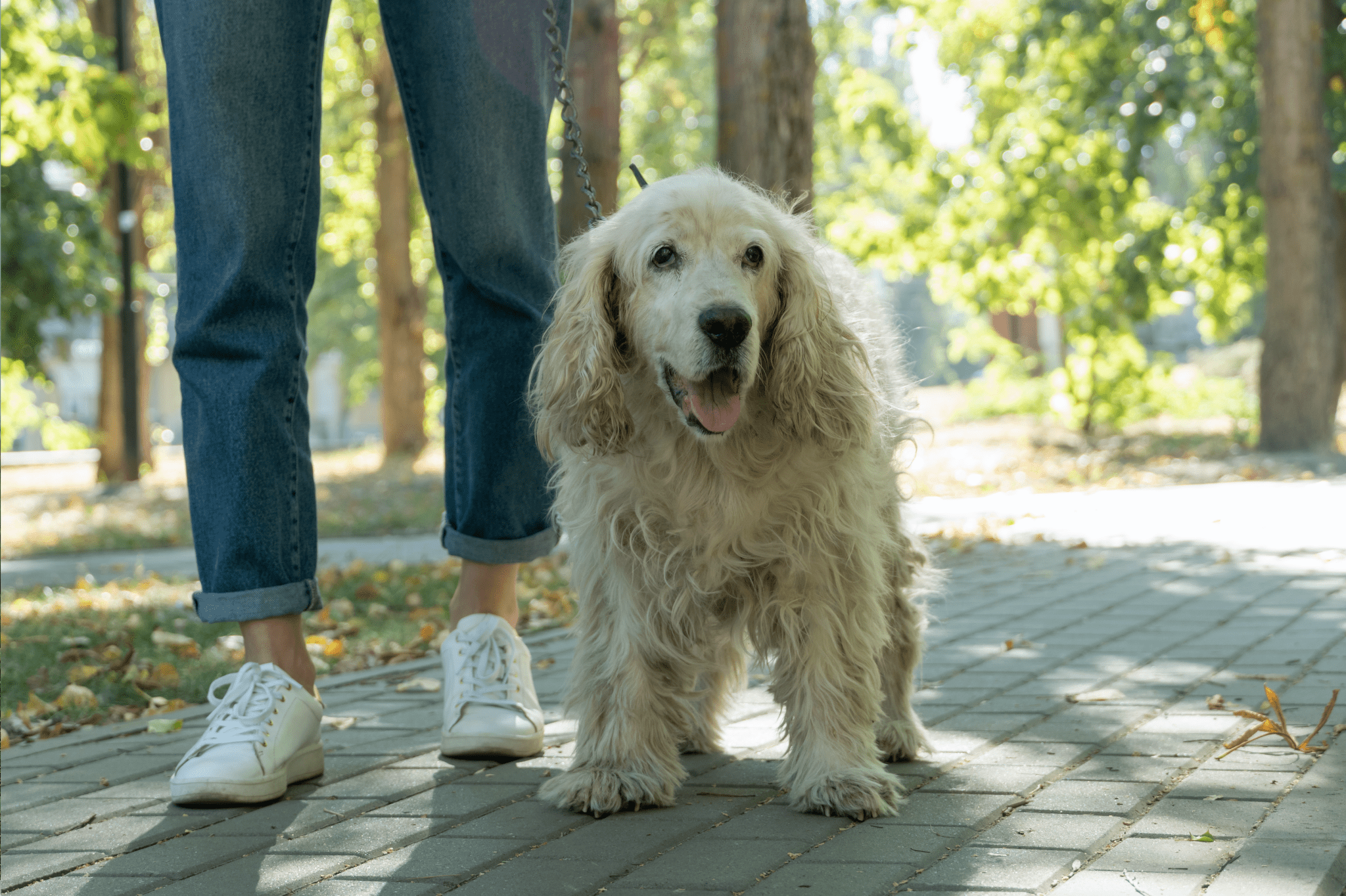 Adopt Don't Shop: The Benefits of Adopting an Older Dog