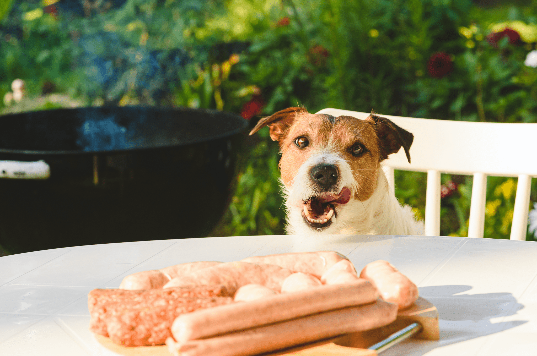 Backyard Grilling Party Tips to Share With Your Dog