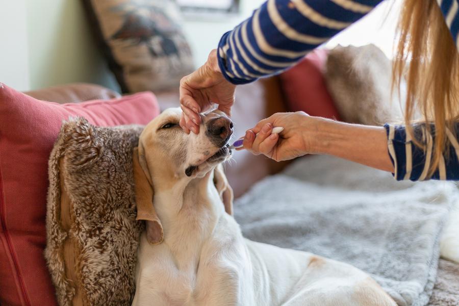 Best Ways to Avoid "Dog Breath" and Keep Your Pet's Mouth Fresh