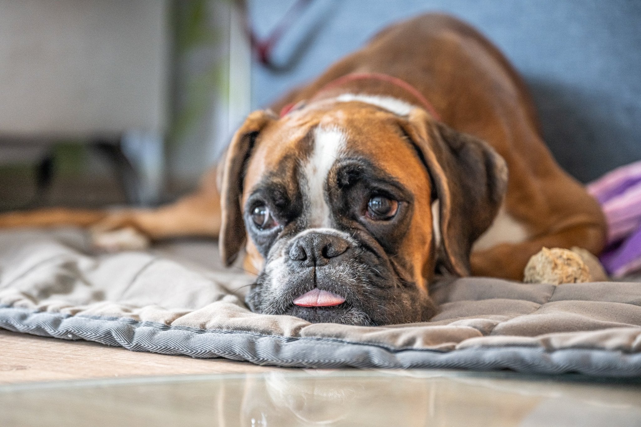 Can Glucasamine for Dogs Relieve Arthritis and Joint Pain? – Moe's ...