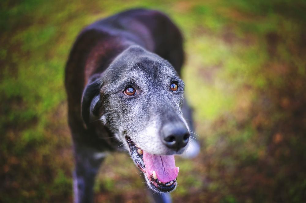 Can Glucosamine Supplements Give an Old Dog New Tricks?