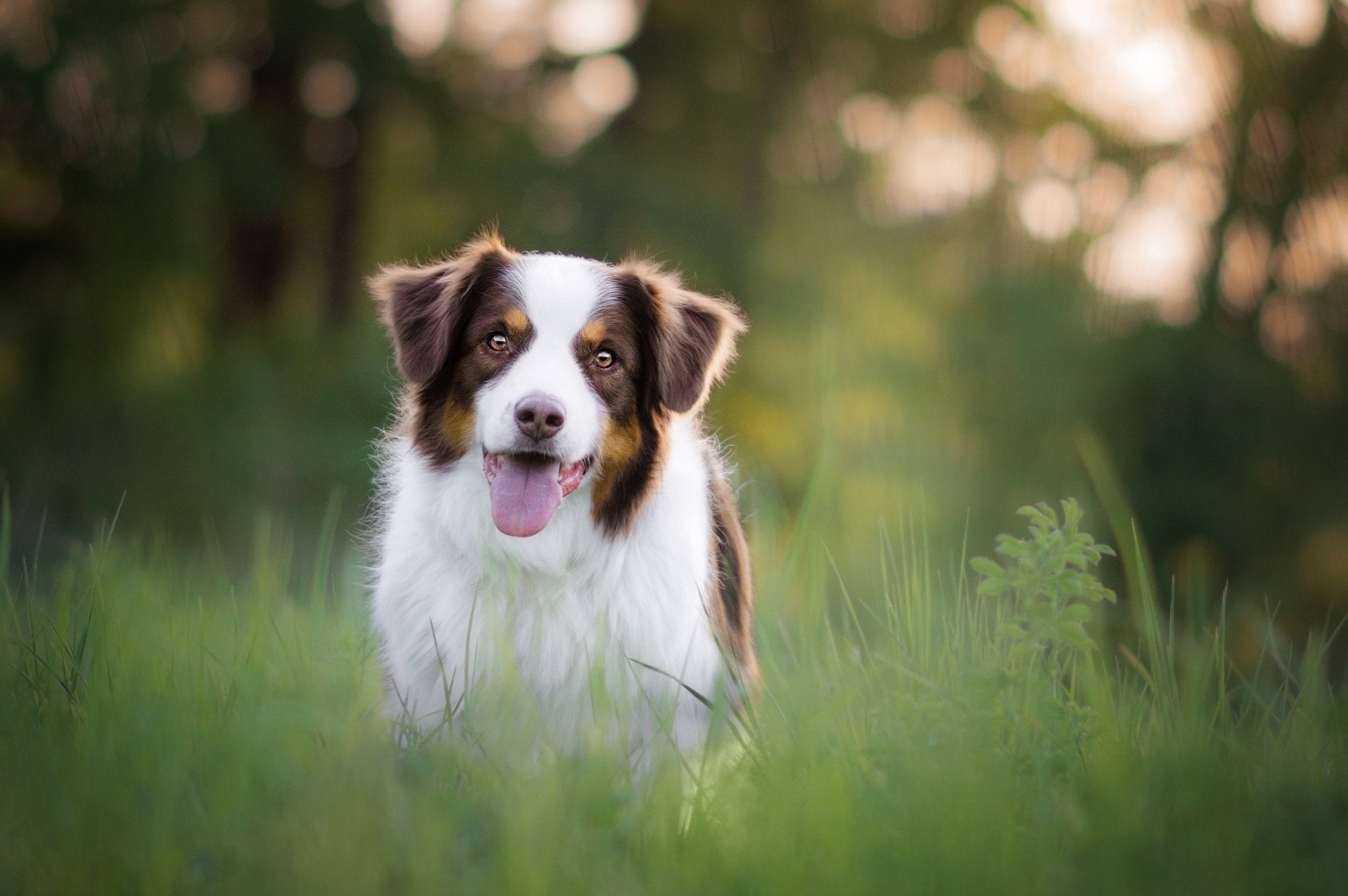 Can Nutritional Supplements Boost Your Dog's Immune System? – Moe's ...