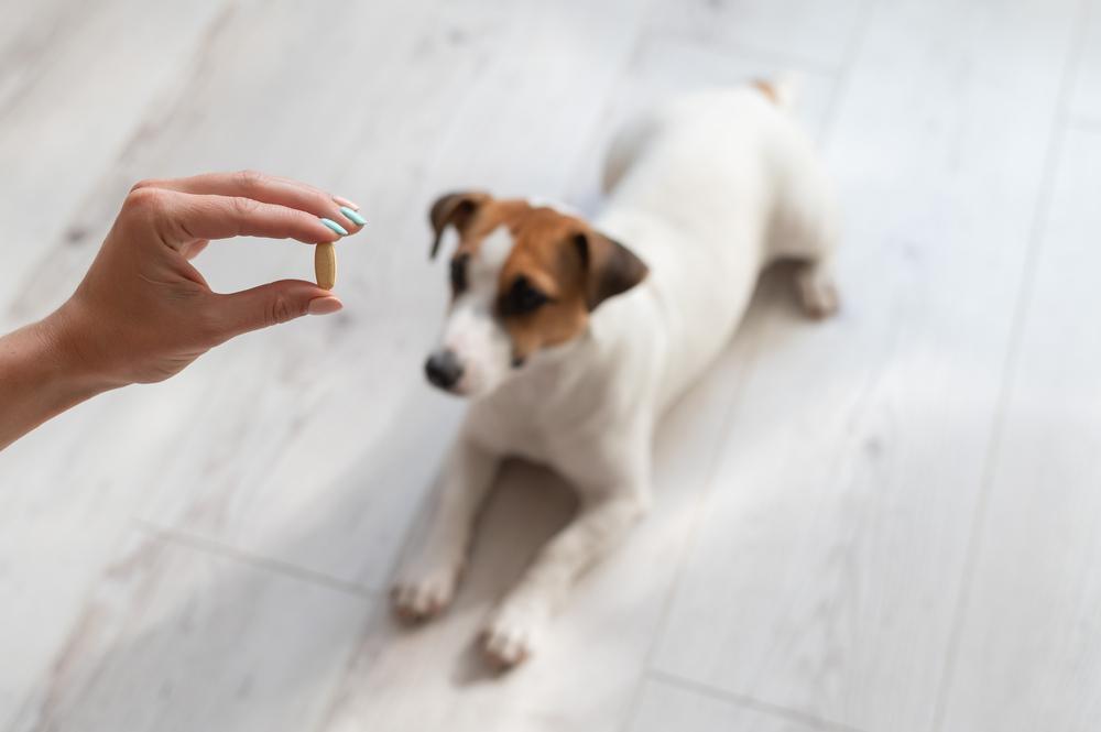 Does Your Dog Need Multivitamins or Other Wellness Supplements?