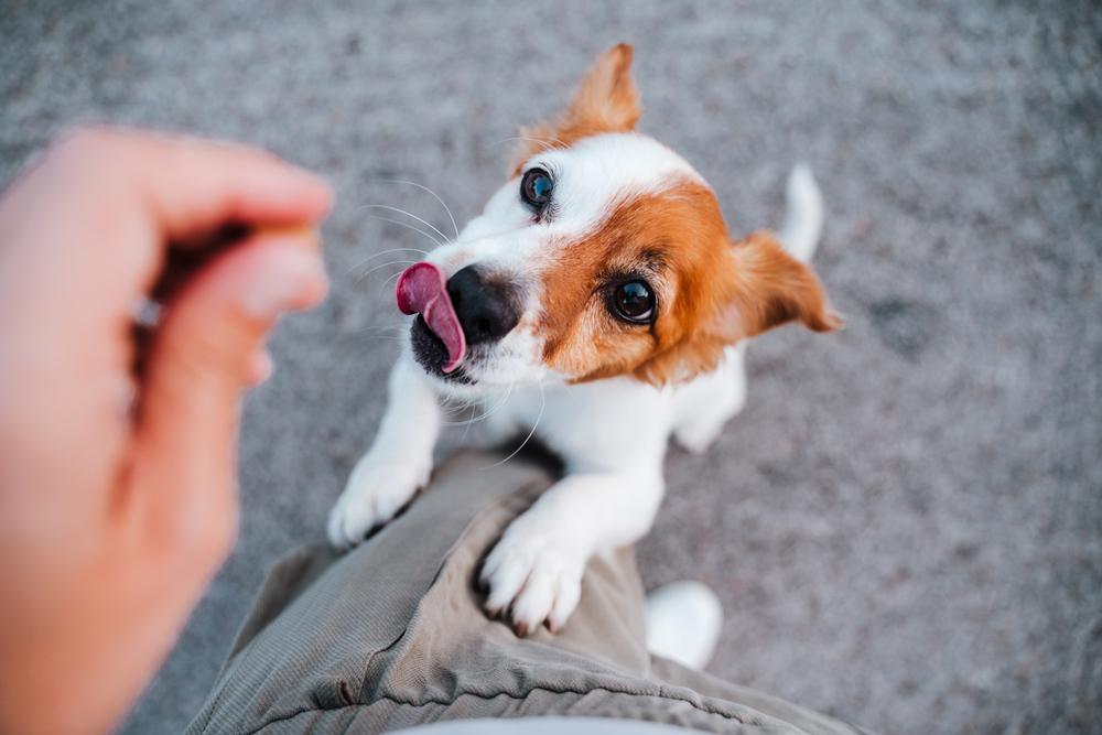 Does Your Dog Need Multivitamins to Maintain Wellness?