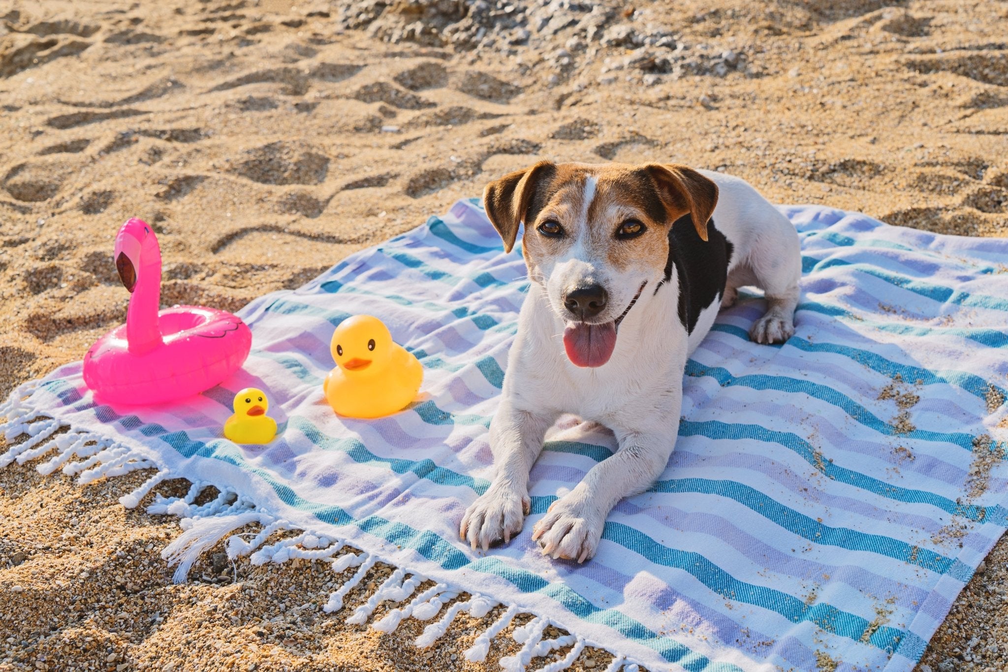 Does Your Dog Need SPF Protection From Sunburn Too?