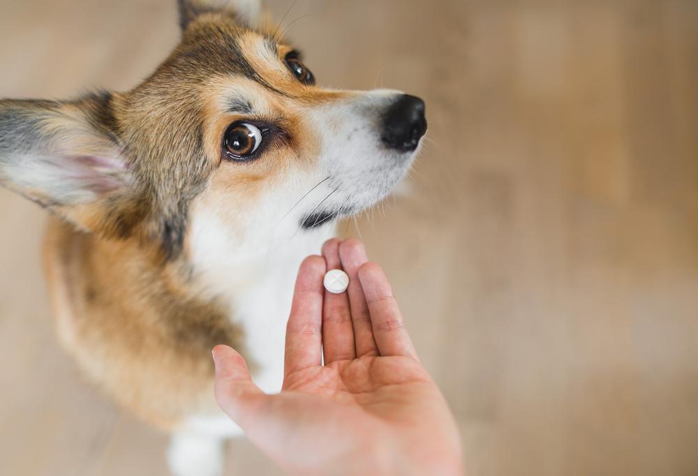 Does Your Pet Insurance Policy Cover Nutritional Supplements?