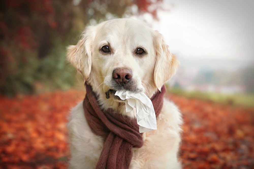 Dog's and Fall Seasonal Allergies: Signs and Symptoms