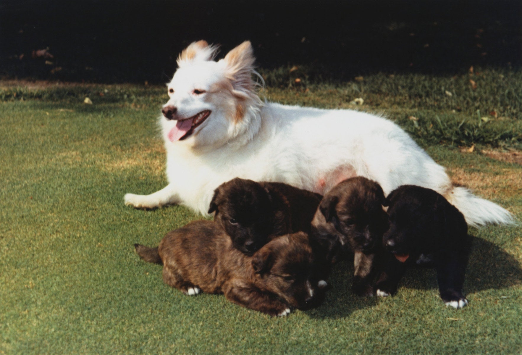 Dogs in the White House: The People's Favorite Presidential Dogs