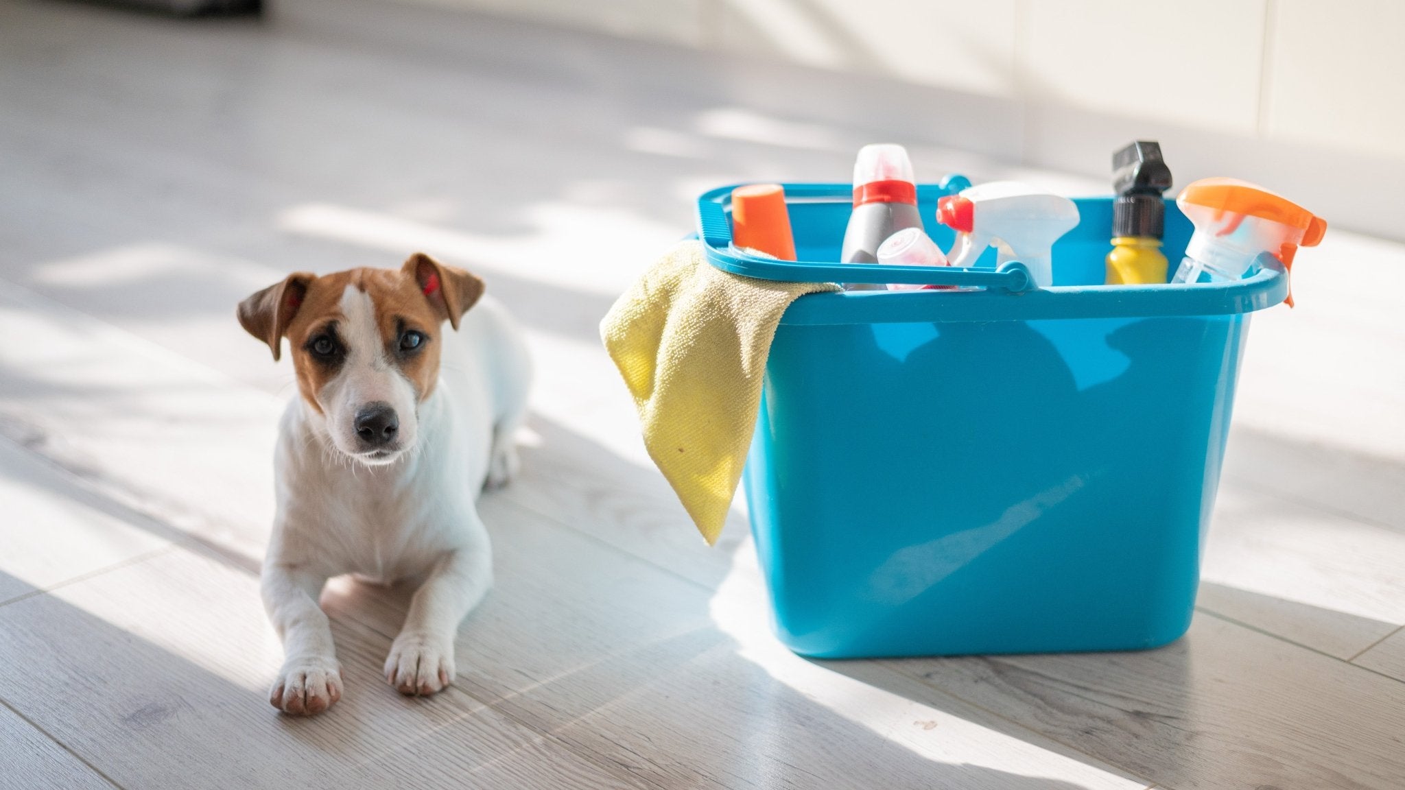 Effective Spring Cleaning: The Dog Parent's Edition