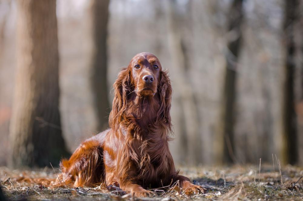 How Can You Help Your Dog Maintain a Healthy Coat and Skin?