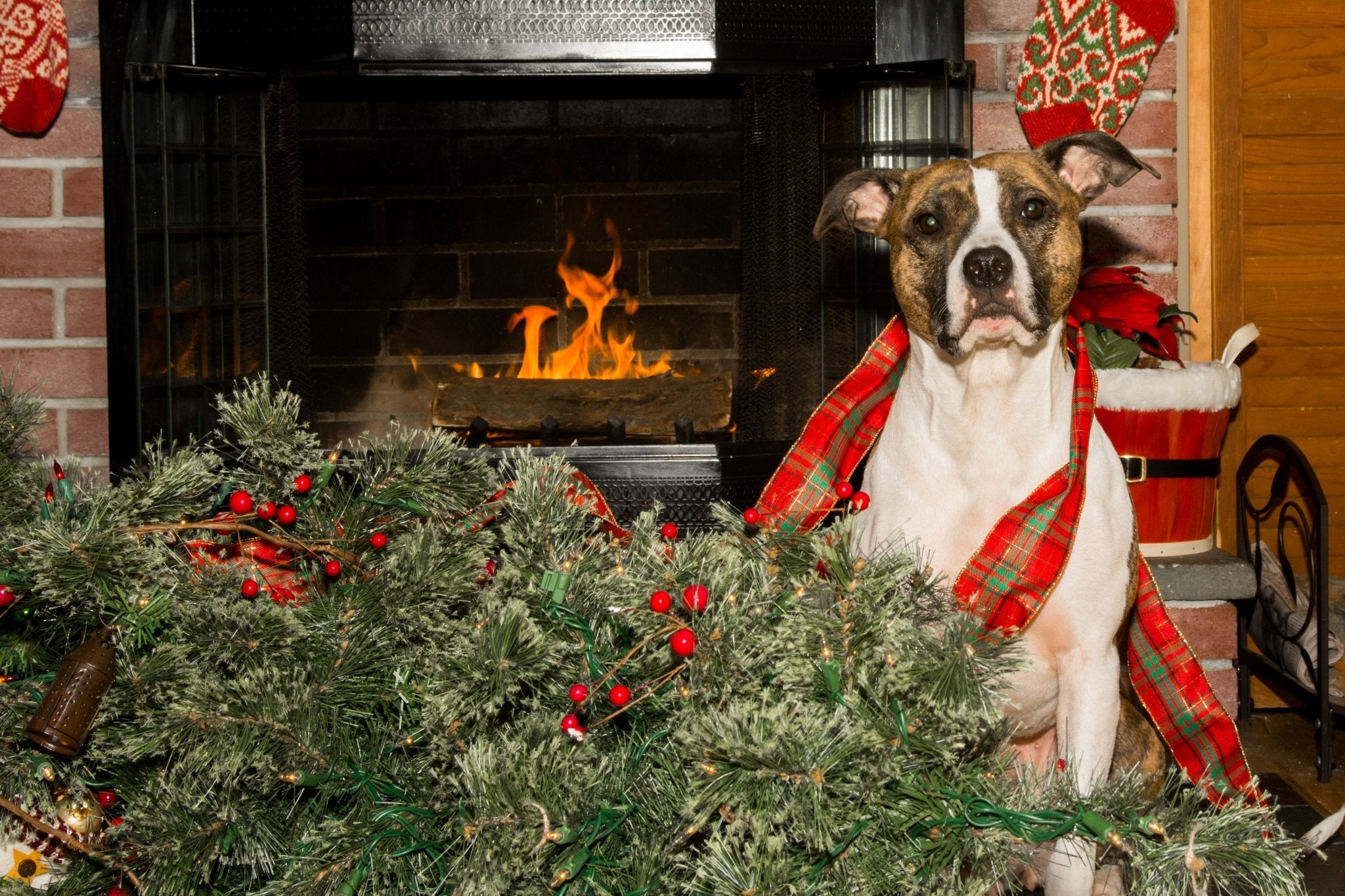 How To Keep Your Christmas Tree Alive With Dogs In The House