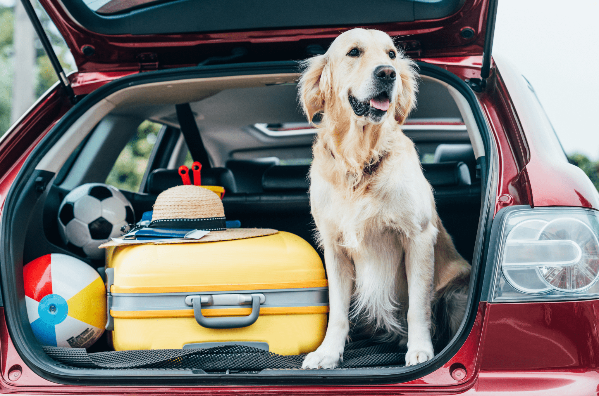 How to Prepare for the Ultimate Dog-Friendly Road Trip