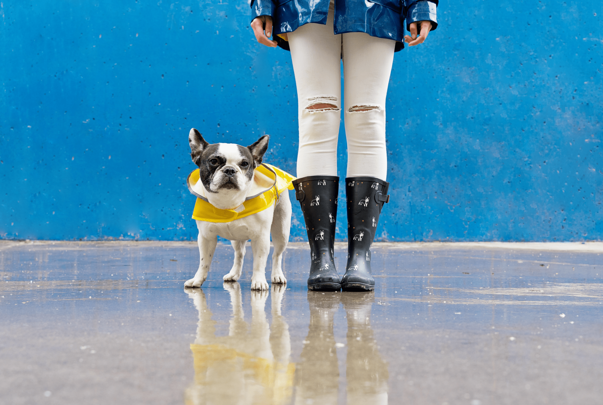 Is it Dangerous to Take Your Dog for a Walk in the Rain?
