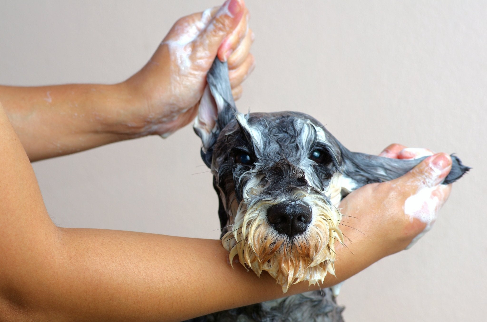Keep Your Dog Cool With These Summer Grooming Tips