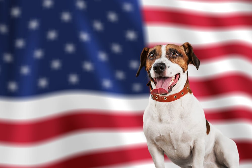 Keep your dog safe during the 4th of July – Moe's Healthy Pets
