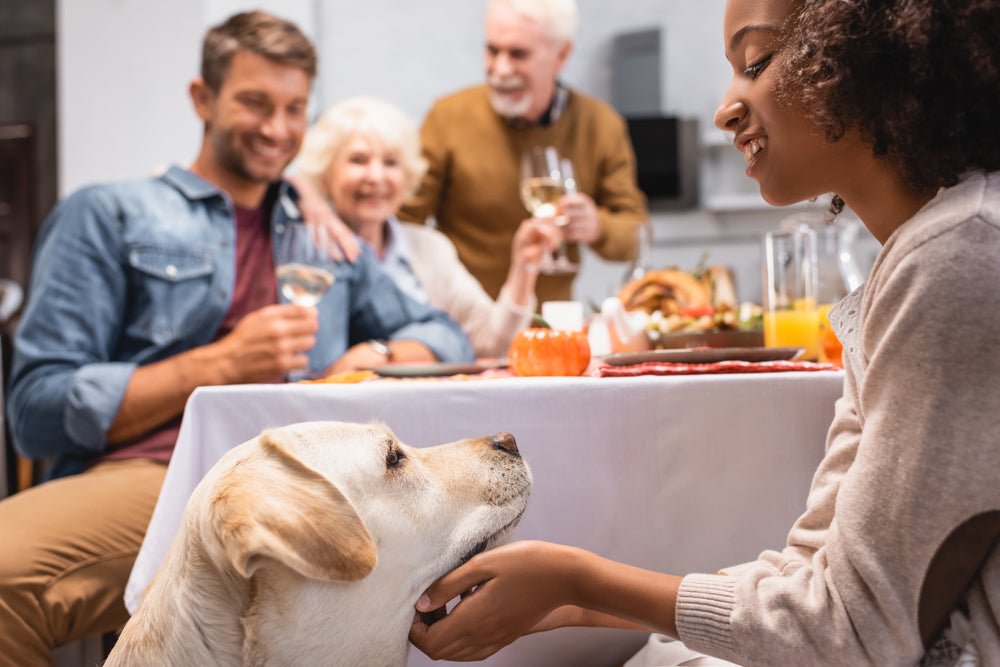 Keeping Your Pup's Plate Safe: Avoid These Thanksgiving Foods