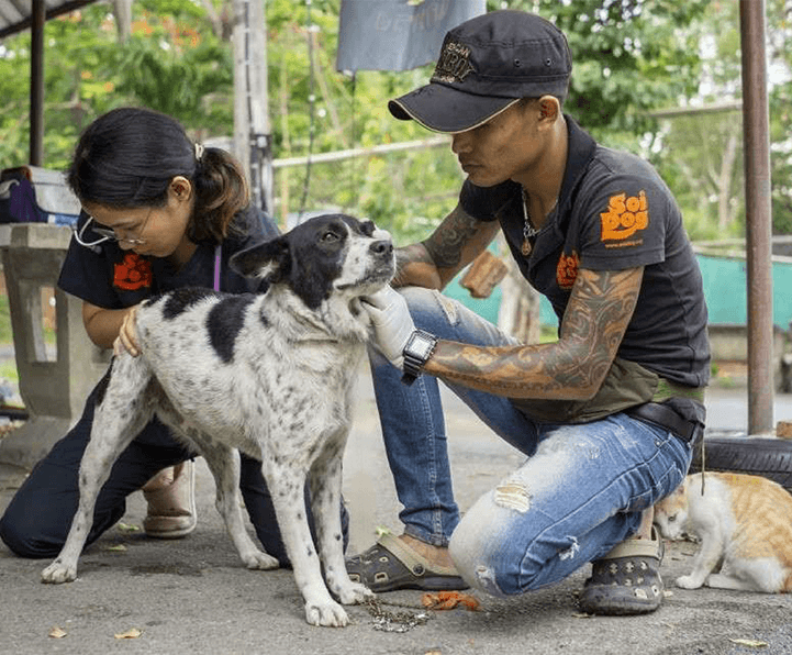 More Than Moe: How We're Supporting Dogs in Asia – Moe's Healthy Pets