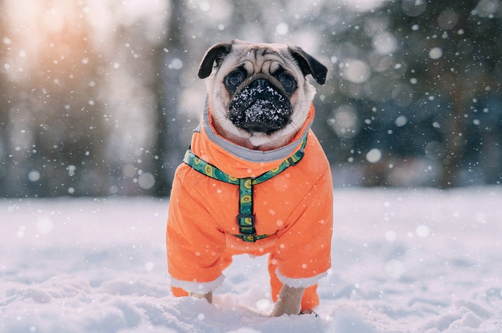 Prepare Your Pup for the Winter Weather – Moe's Healthy Pets