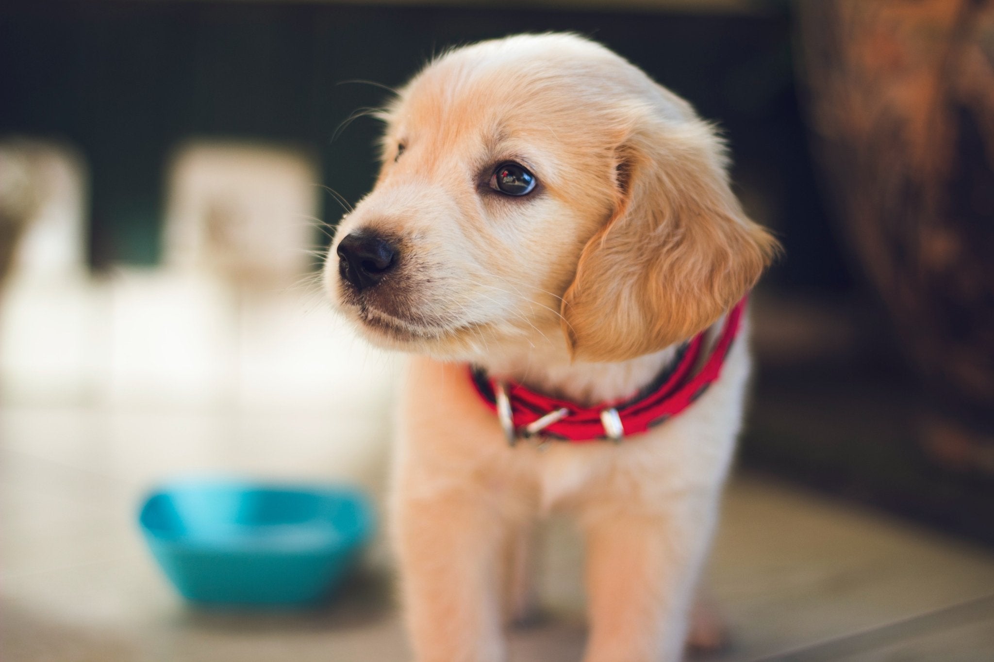 Puppy Vitamins and Supplements: Help Growing Dogs Thrive