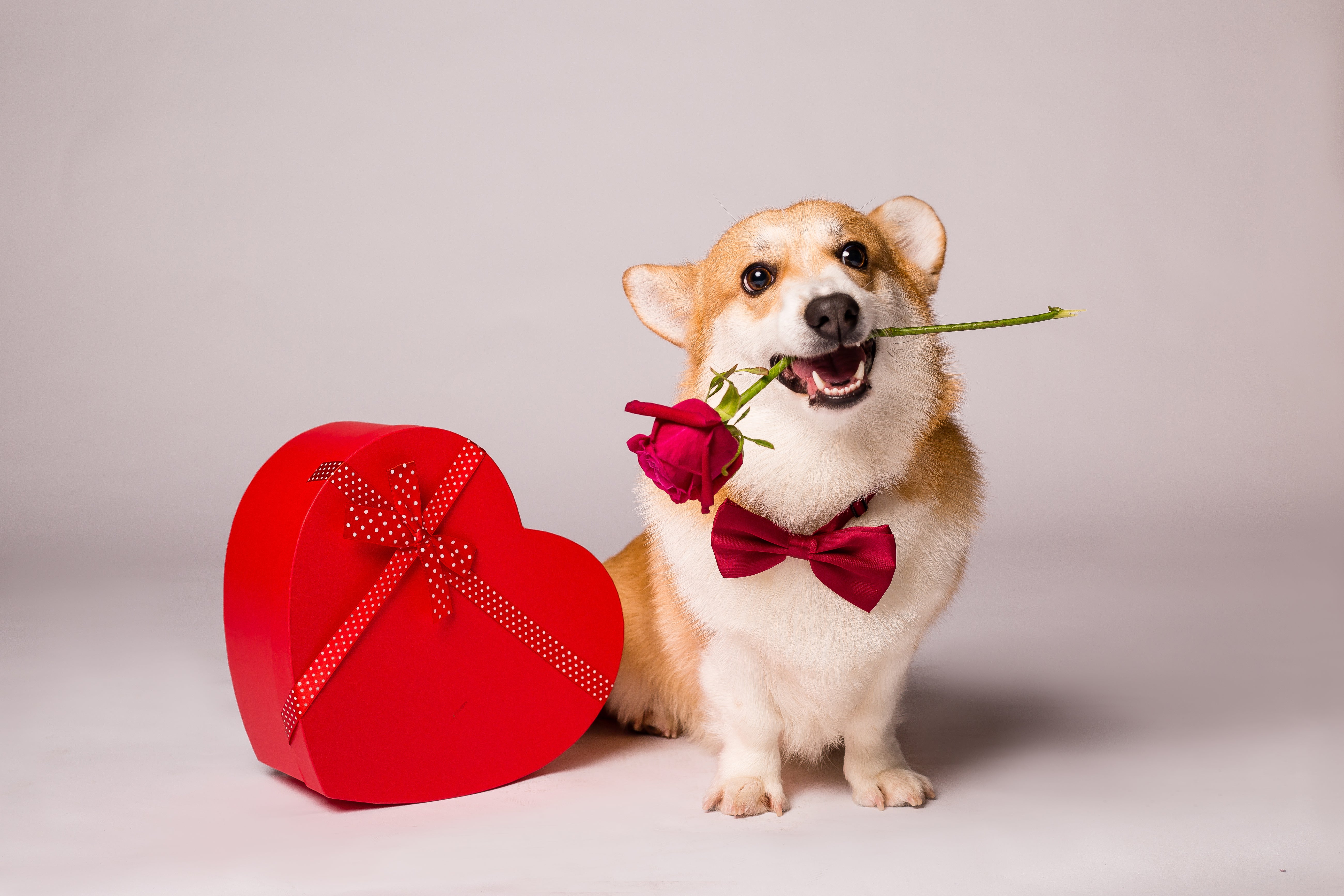 5 Heartwarming Ways to Spoil Your Pup this Valentine's Day with Moe's Healthy Pets
