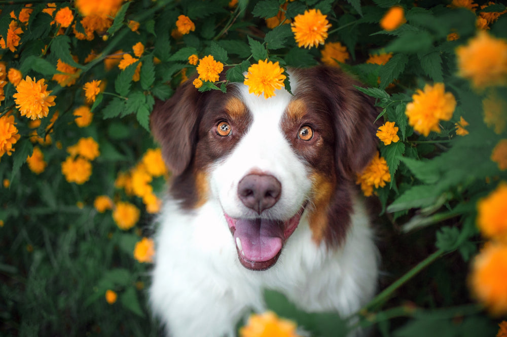 Spring Has Sprung, But So Have Dog Allergies!