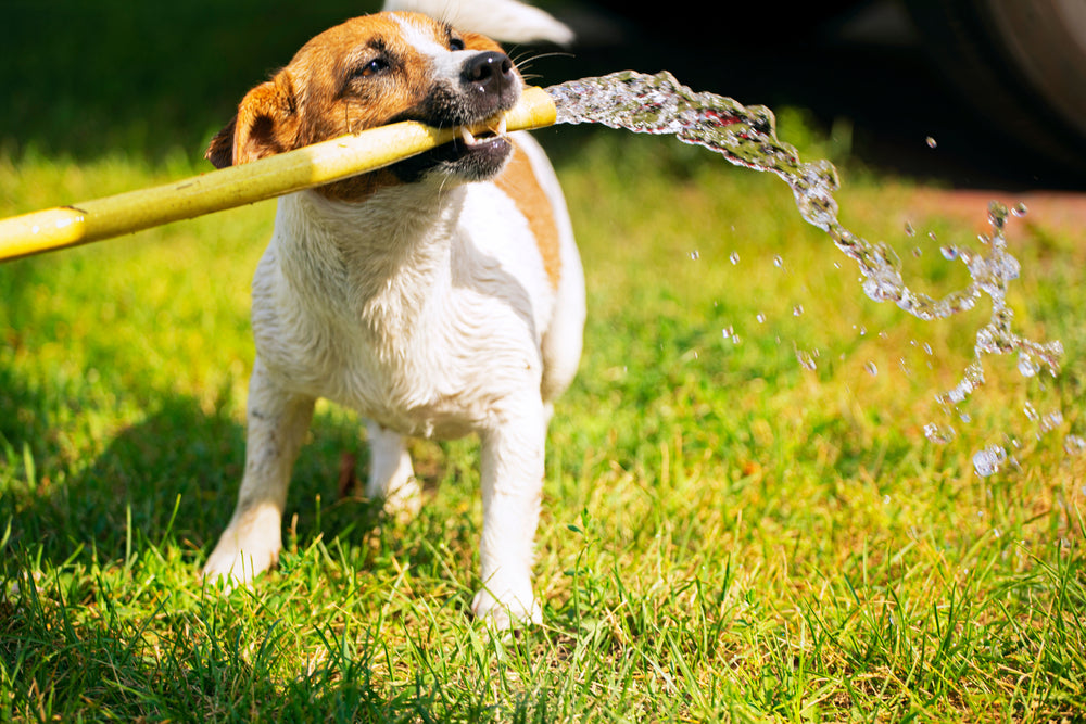 Seven Ways to Protect Your Pet From Summer Heat