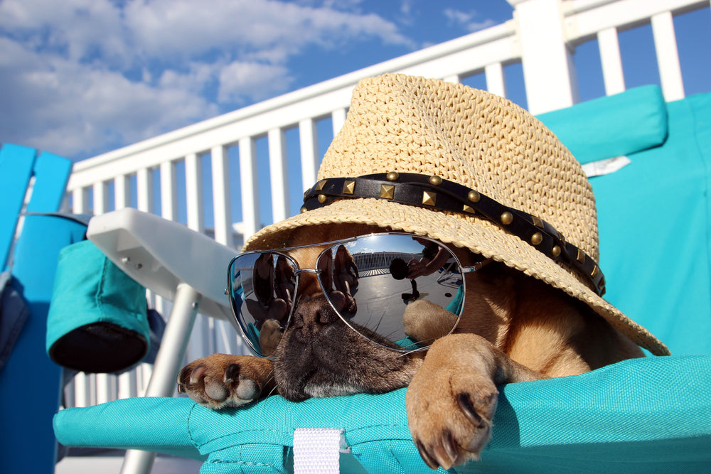 Spring into Fun: Keeping Your Dog Safe and Happy on Spring Break