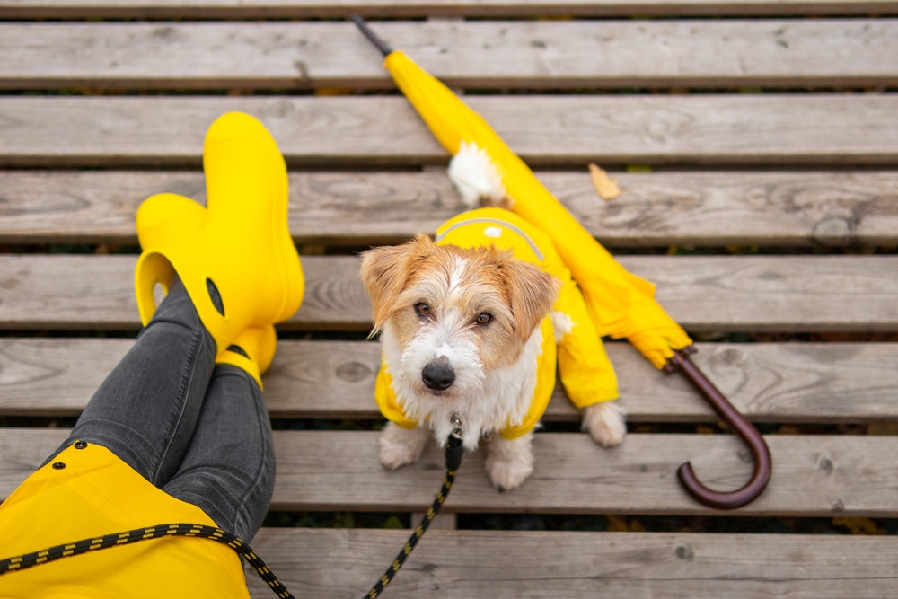 Tips & Essentials for Rainy Day Dog Walking