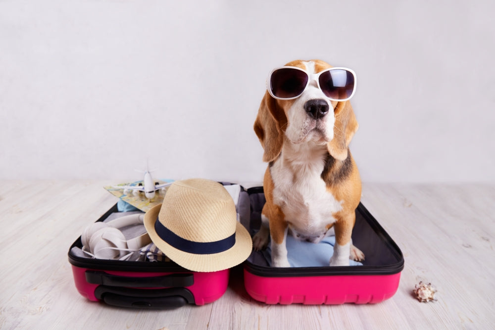 Prepare Yourself and Your Dog for Summer Vacation Travel