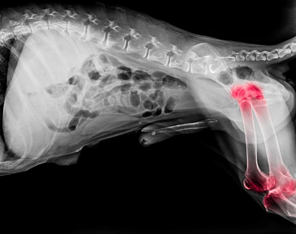 Signs Your Dog Might Suffer From Body Aches & Pains