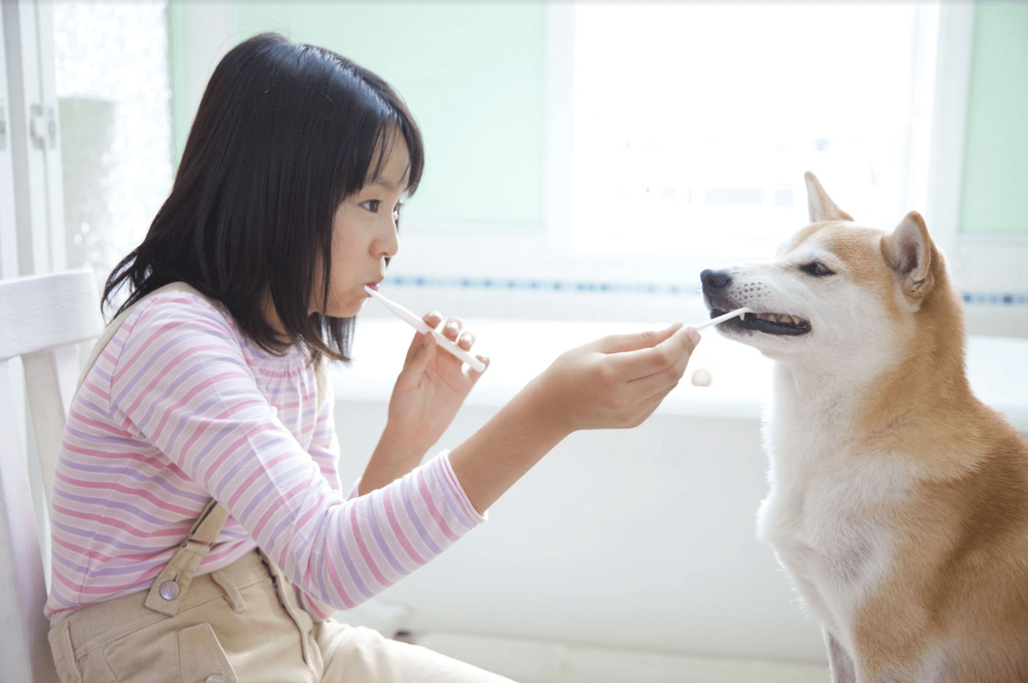 Tips to Maintain Your Dog's Excellent Dental Health