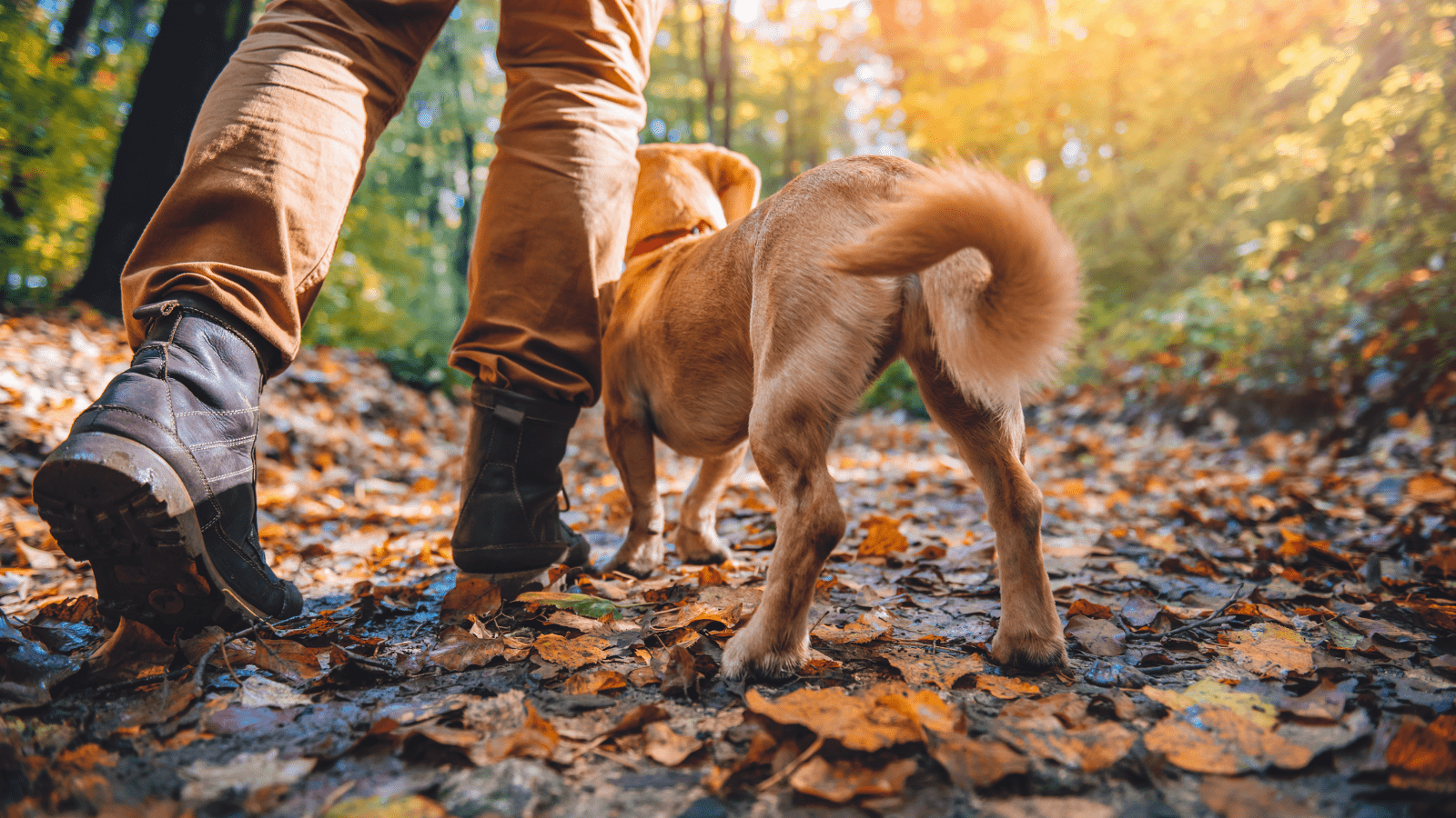 Top 8 Places to Take Your Dog For a Hike