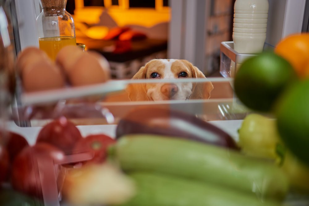 What Ingredients Can You Add to Your Dog's Lick Mat this Fall?