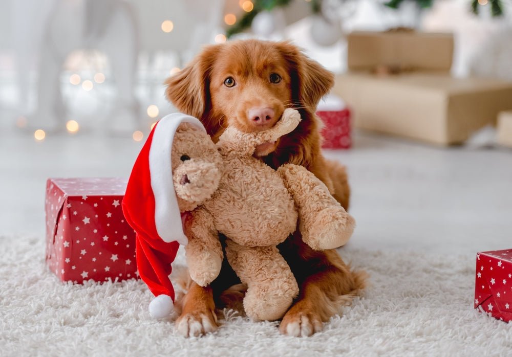 What to get your pup this Christmas season – Moe's Healthy Pets