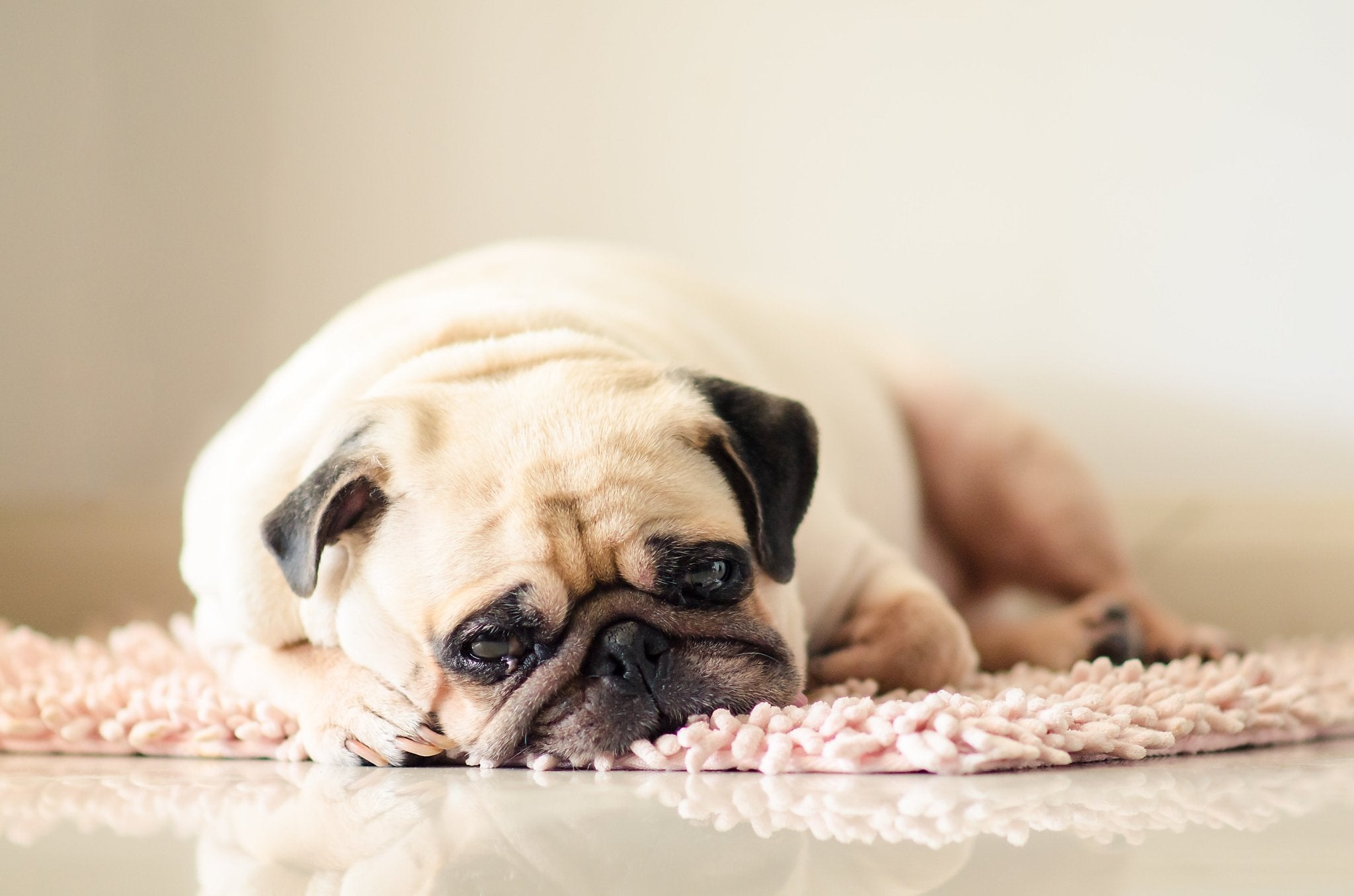 What You Should Know About Pet Obesity Awareness Day