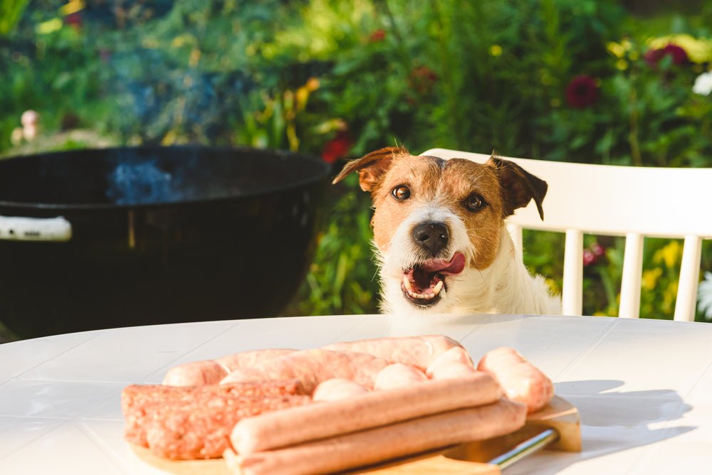 What's On Your Dog's Menu at the Next Picnic or BBQ?