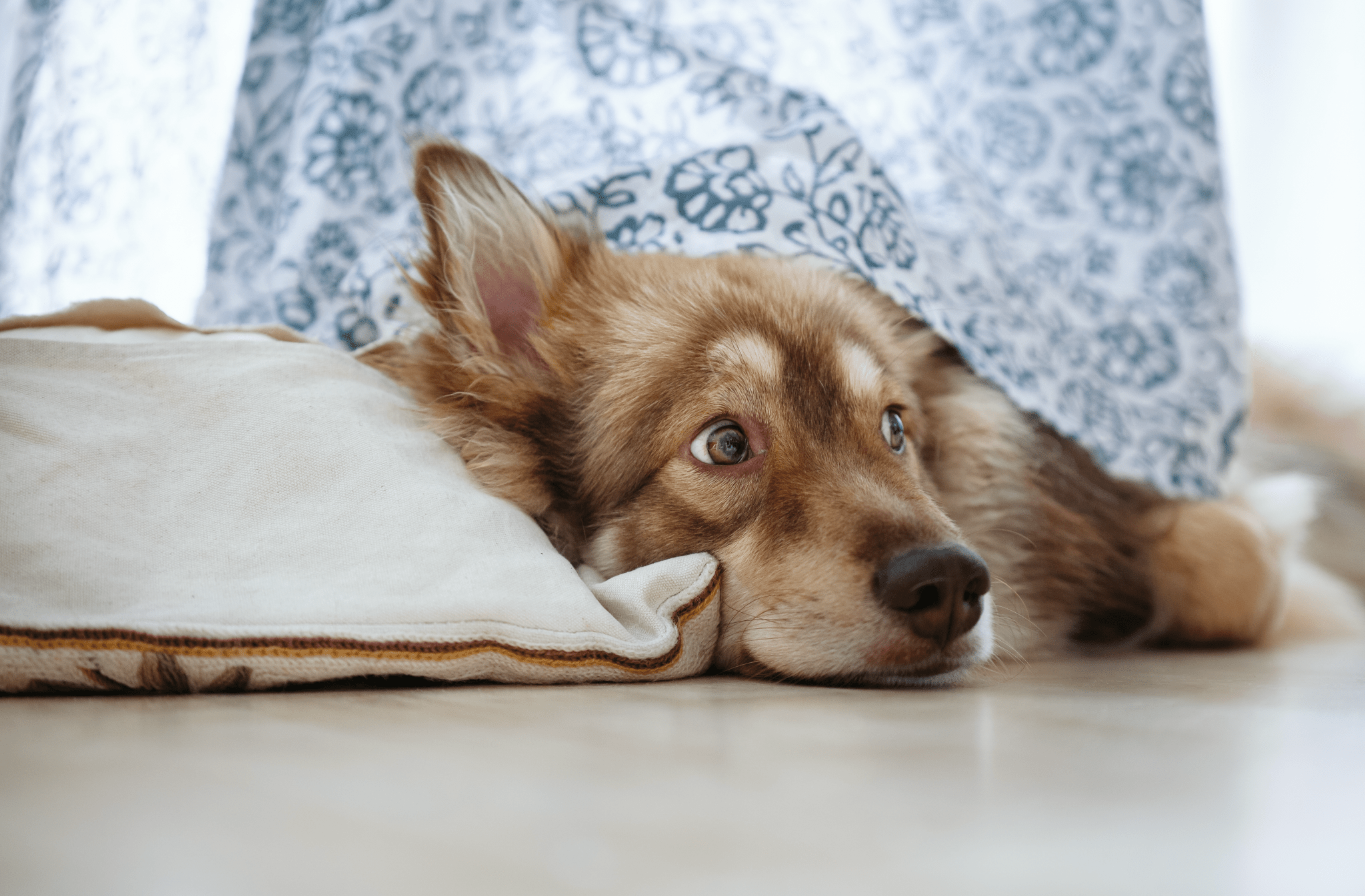 Why Does Your Dog Feel Anxious? A Breakdown of Canine Anxiety – Moe's ...