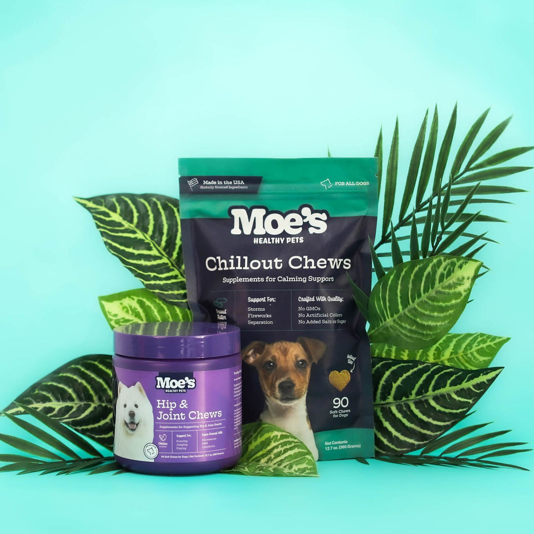 Hip & Joint and Chillout Chews on a teal background surrounded by tropical plants